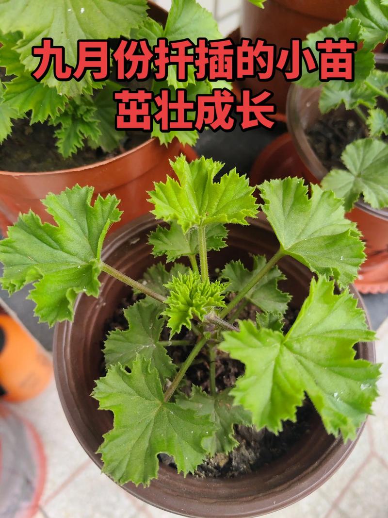 蝴蝶梅扦插繁殖方法:从选枝到移栽的成活率提升指南 蝴蝶梅扦插繁殖方法:从选枝到移栽的成活率提升指南