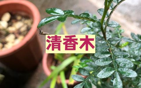 清香木是四季常青吗？——基于习性与地域的精准解读