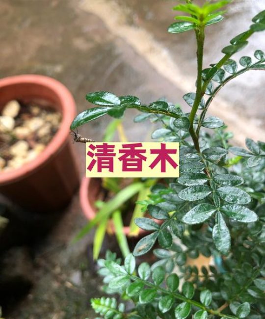 清香木是四季常青吗？——基于习性与地域的精准解读