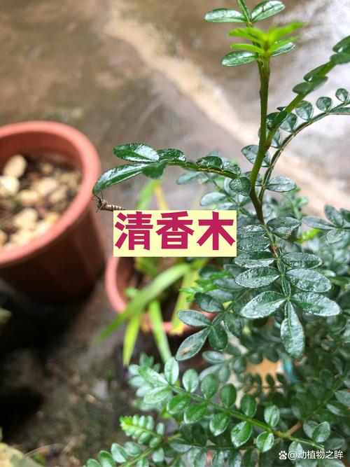 一、常绿与落叶的真相