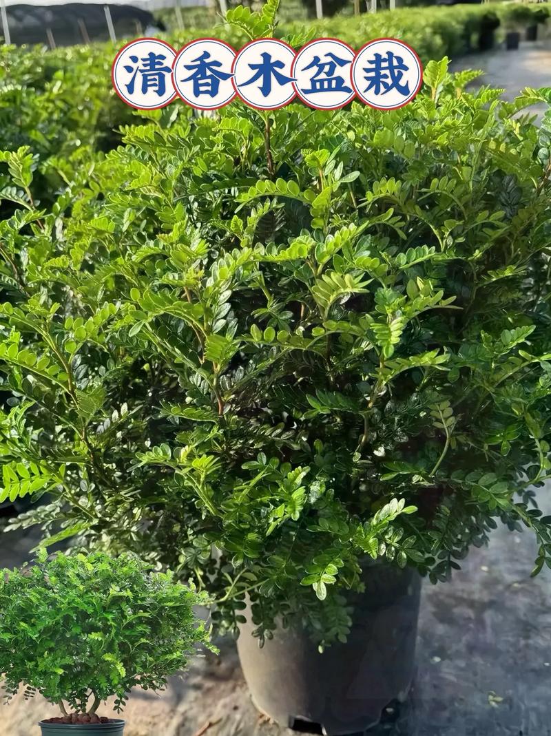 三、适种区域与种植方式