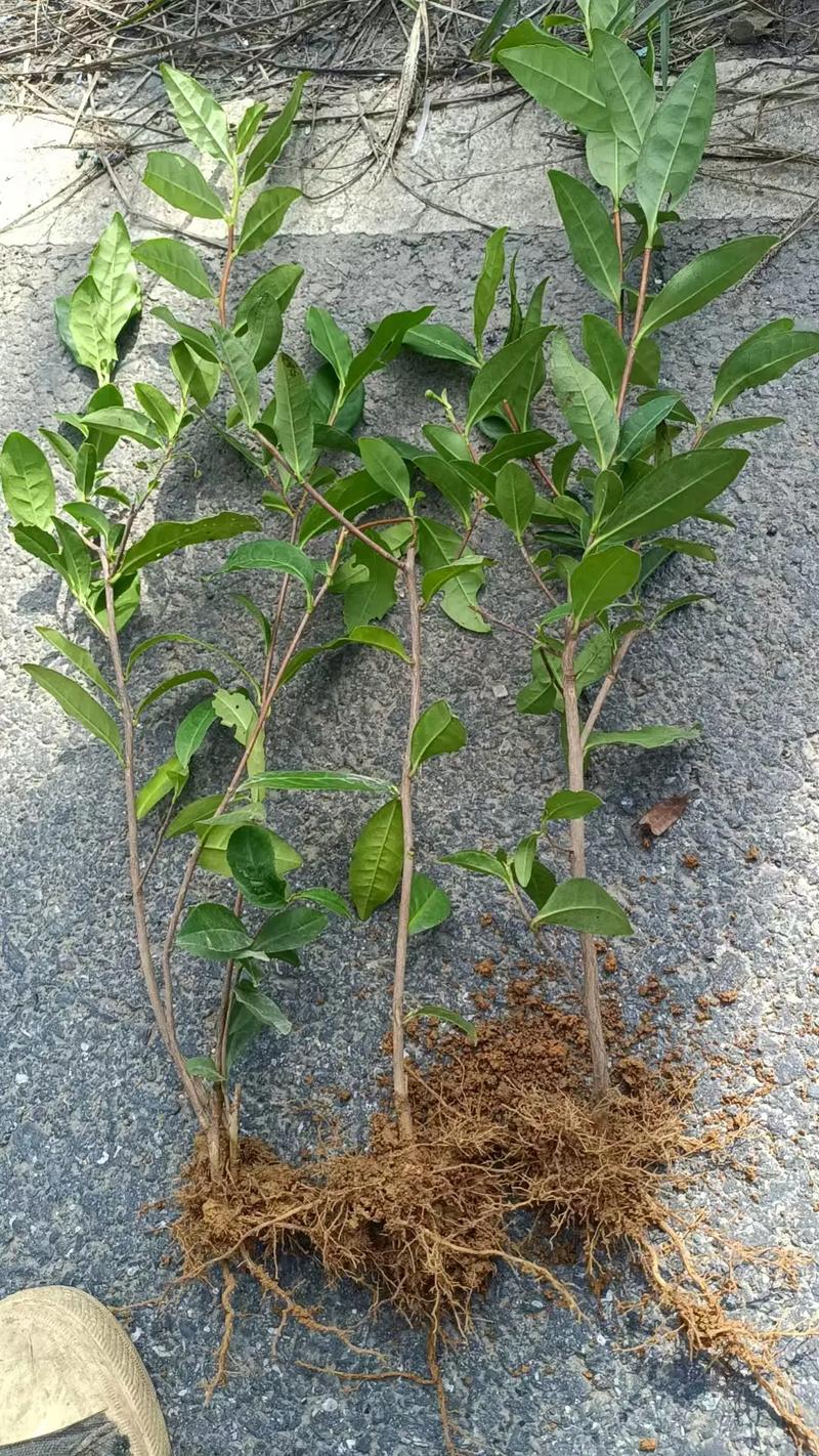 规格：影响价格的第一要素