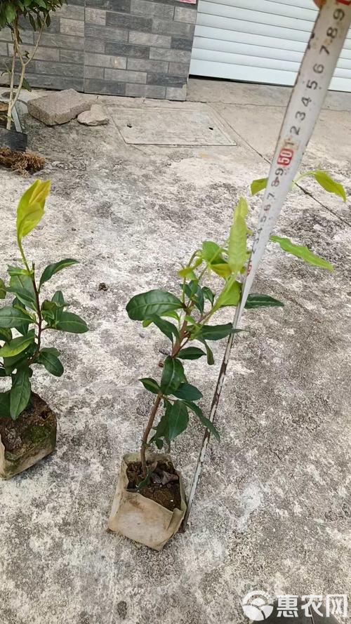 季节：旺季与淡季价差可达20%
