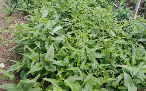 百部苗种植技术指南：从选时到成活的七个关键步骤