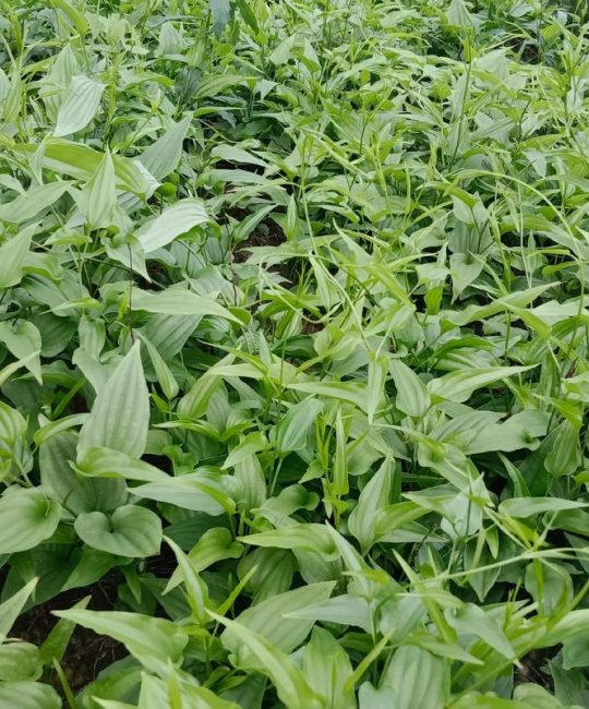 百部苗种植技术指南：从选时到成活的七个关键步骤