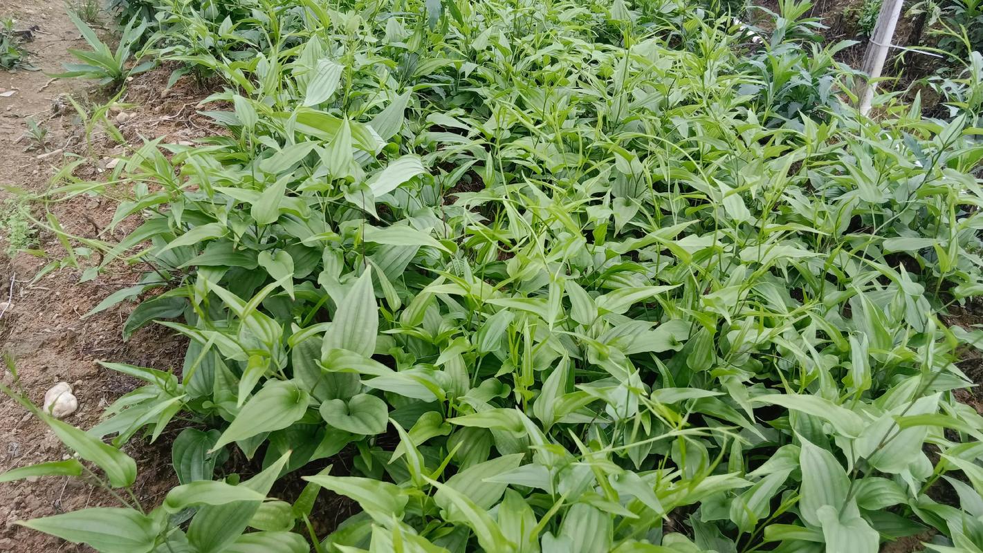 百部苗种植技术指南:从选时到成活的七个关键步骤 一、适宜时间