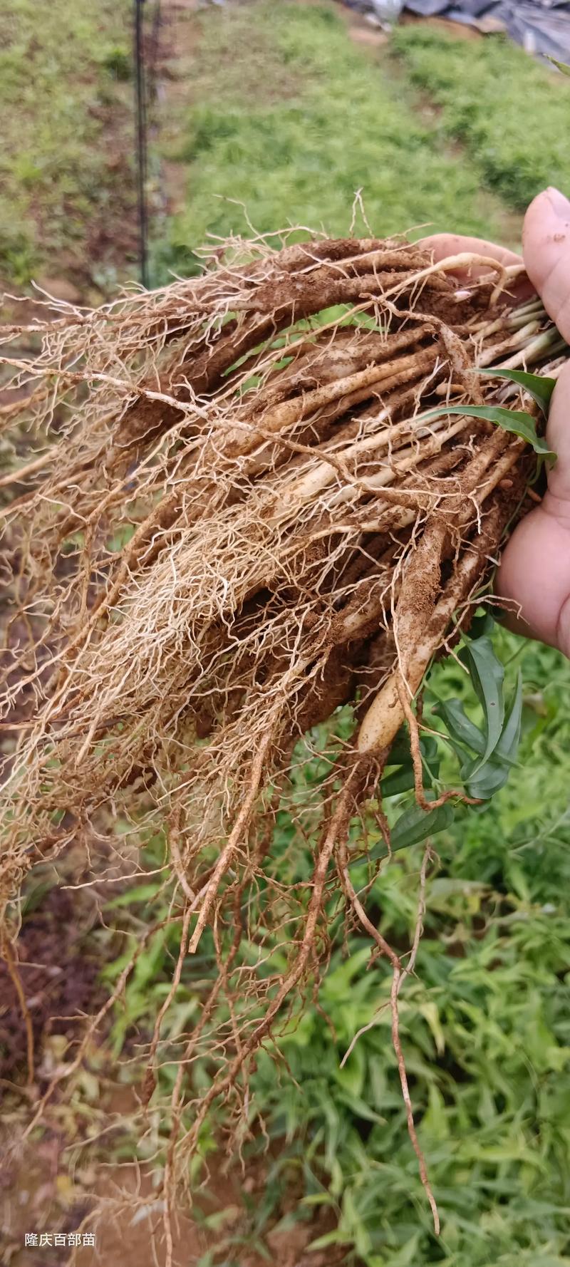 百部苗种植技术指南:从选时到成活的七个关键步骤 三、栽前处理