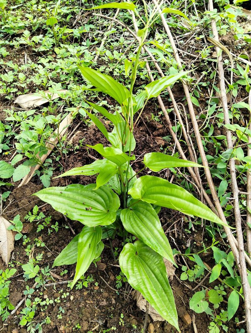 百部苗种植技术指南:从选时到成活的七个关键步骤 四、栽植深度