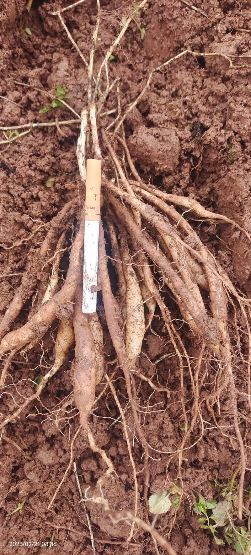 百部苗种植技术指南:从选时到成活的七个关键步骤 五、浇定根水