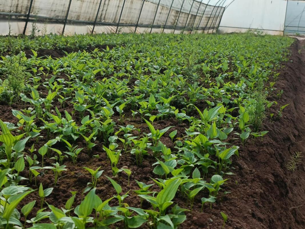 百部苗种植技术指南:从选时到成活的七个关键步骤 七、成活注意事项