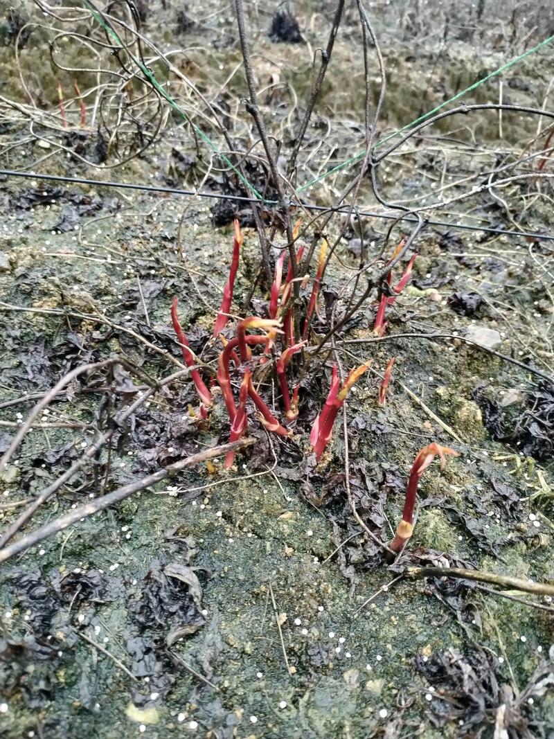 百部苗种植技术指南:从选时到成活的七个关键步骤 六、缓苗管理