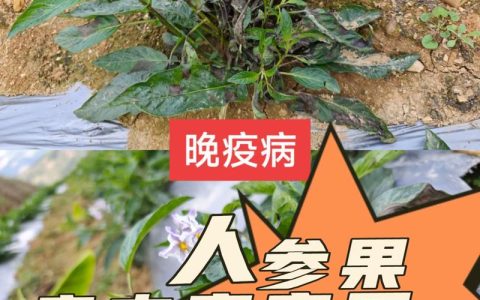人参果病害有几种？怎么防治？——家庭园艺完整指南