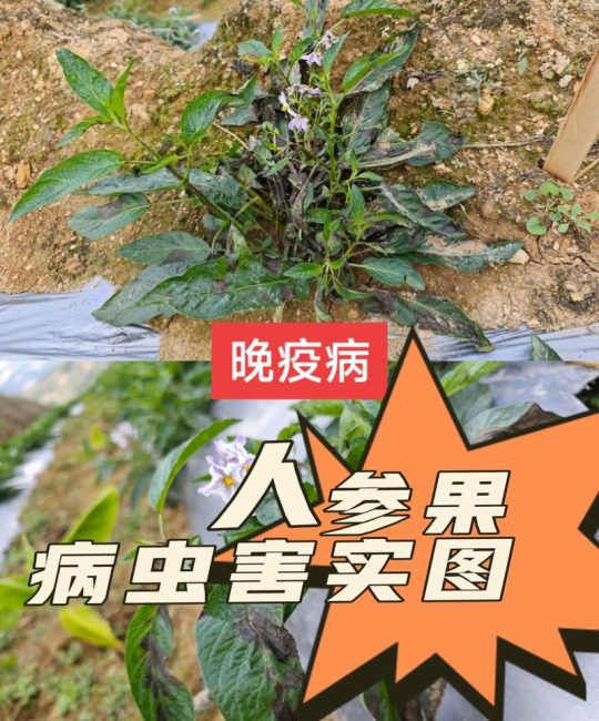 人参果病害有几种？怎么防治？——家庭园艺完整指南