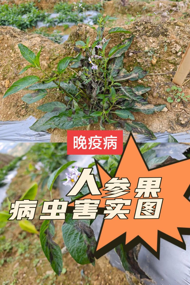 人参果病害有几种?怎么防治?——家庭园艺完整指南 常见原因列表
