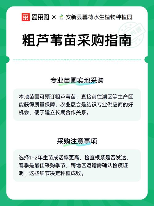 芦苇苗多少钱?2026年价格参考区间与采购指南 季节波动:春季最便宜,秋冬需加价