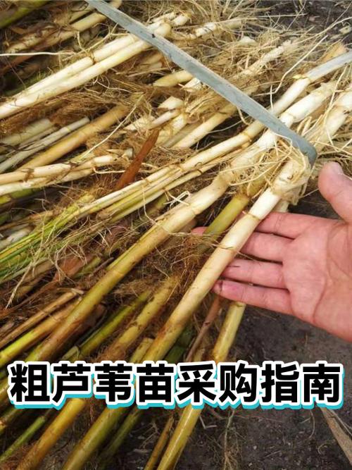 芦苇苗多少钱?2026年价格参考区间与采购指南 FAQ