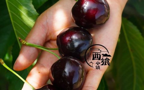 俄8樱桃多少钱一斤？规格、产地、季节影响报价