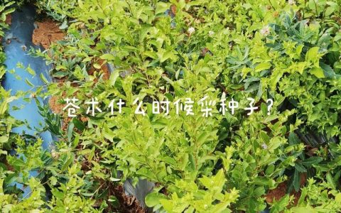 苍术种子哪里可以买？——采购渠道评估与质量核查指南