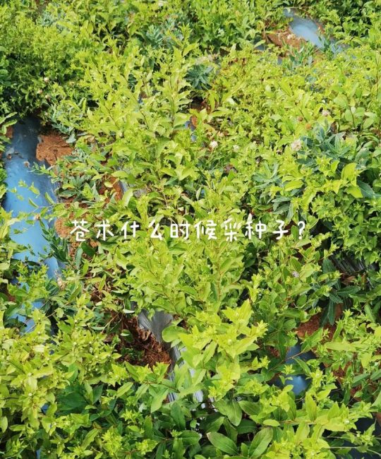 苍术种子哪里可以买？——采购渠道评估与质量核查指南