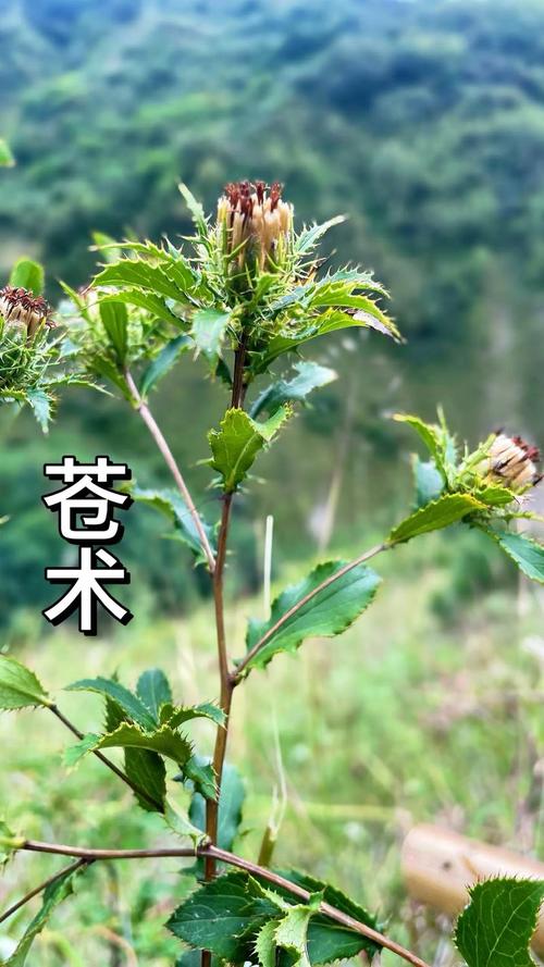 苍术种子哪里可以买?——采购渠道评估与质量核查指南 第三步:种子质量指标与检测要求
