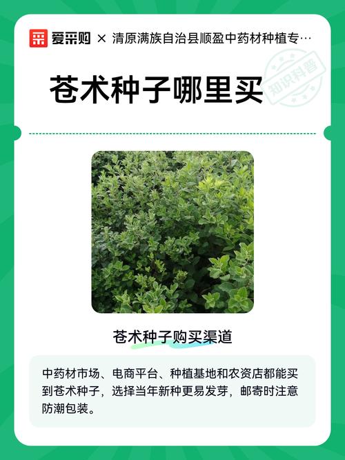 苍术种子哪里可以买?——采购渠道评估与质量核查指南 第二步:品种真实性核查——确认是正品苍术