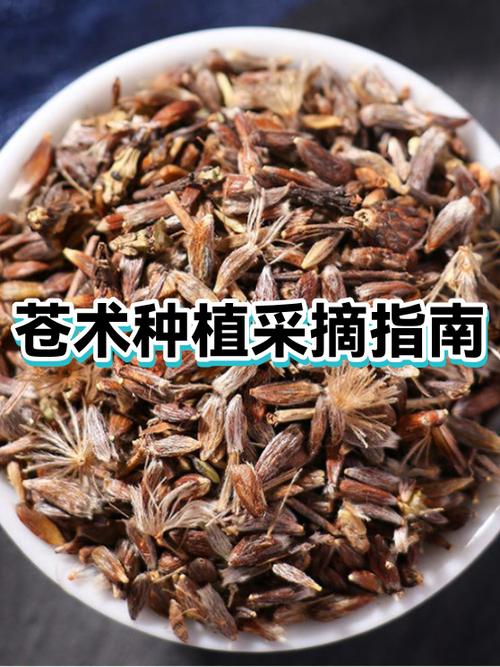 苍术种子哪里可以买?——采购渠道评估与质量核查指南 结语