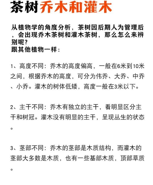 1亩种多少棵茶树合适？乔木型与灌木型栽植密度速查指南