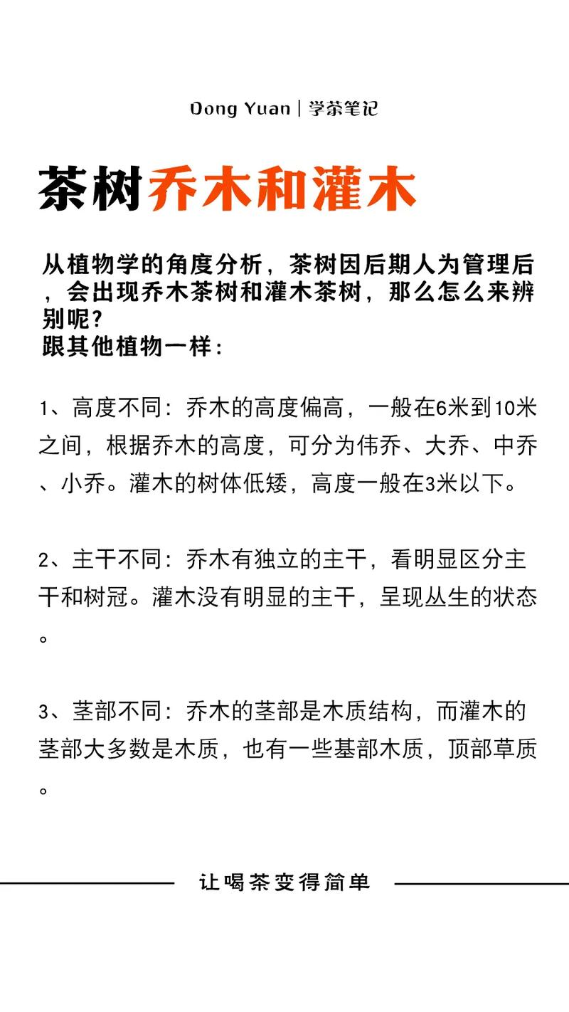 1亩种多少棵茶树合适？