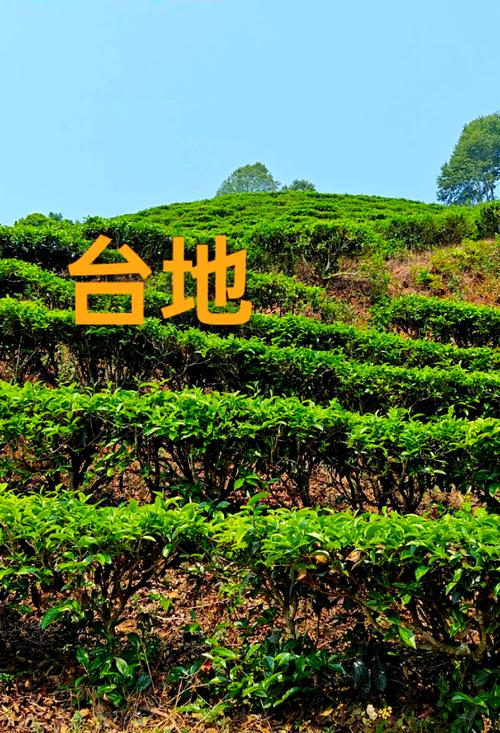 茶树“规格”核心定义：树冠幅与树高
