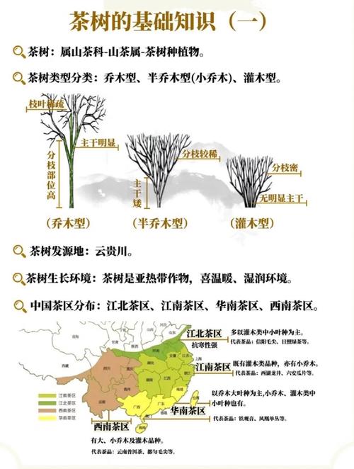 采购茶苗时规格该选多大？