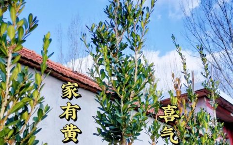 黄杨什么时候移栽最好？掌握这7个步骤成活率翻倍