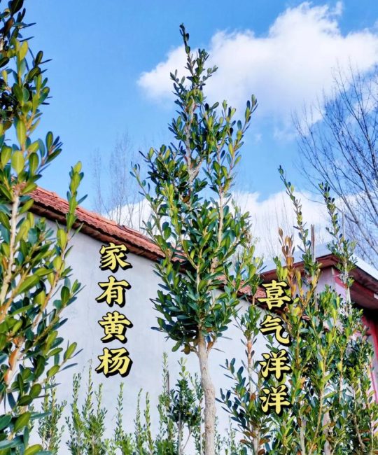黄杨什么时候移栽最好？掌握这7个步骤成活率翻倍
