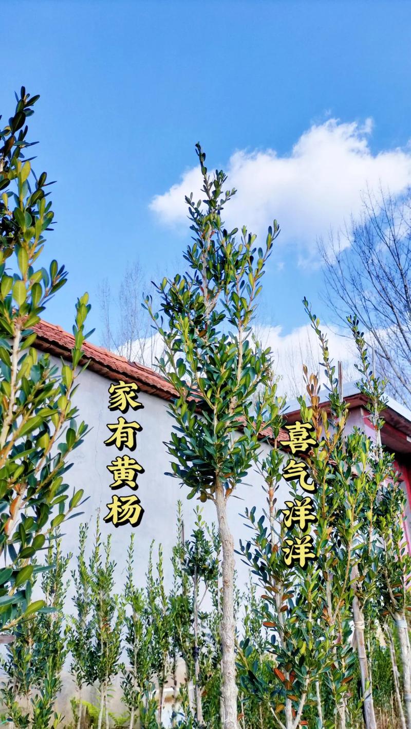 黄杨什么时候移栽最好?掌握这7个步骤成活率翻倍 黄杨什么时候移栽最好?掌握这7个步骤成活率翻倍
