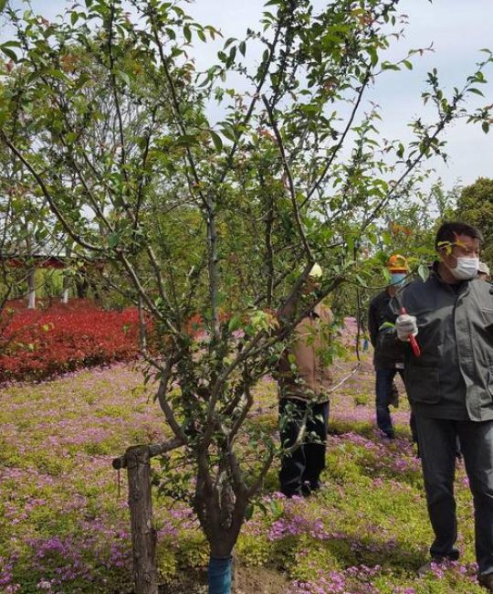 白蜡树修剪全过程详解：树形打造、支撑固定与常见错误规避