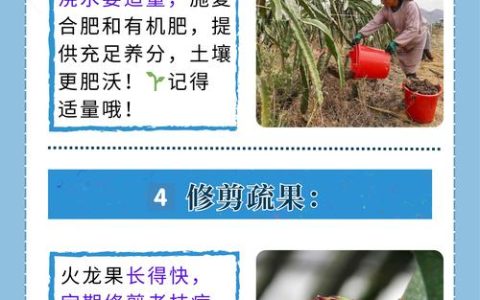火龙果盆栽种植方法：阳台种出“仙果”的实操指南