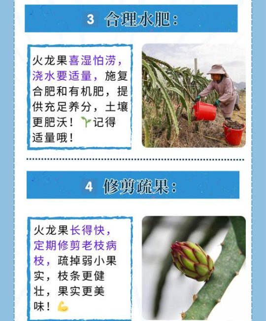 火龙果盆栽种植方法：阳台种出“仙果”的实操指南