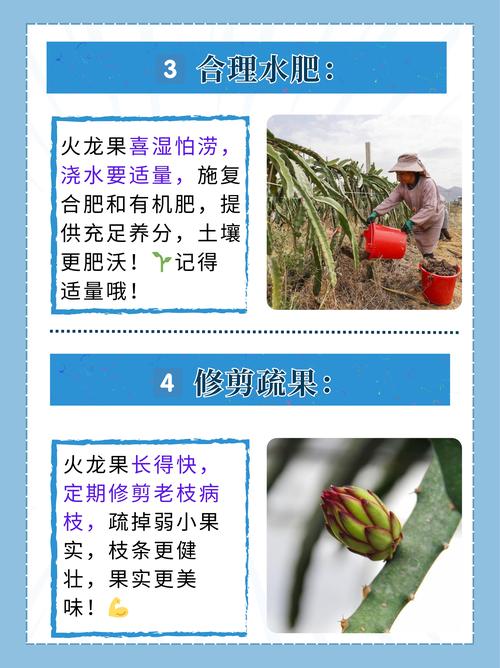 火龙果盆栽种植方法:阳台种出“仙果”的实操指南 火龙果盆栽种植方法:阳台种出“仙果”的实操指南