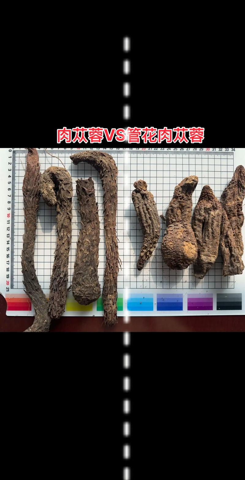 二、“肉苁蓉”的命名逻辑