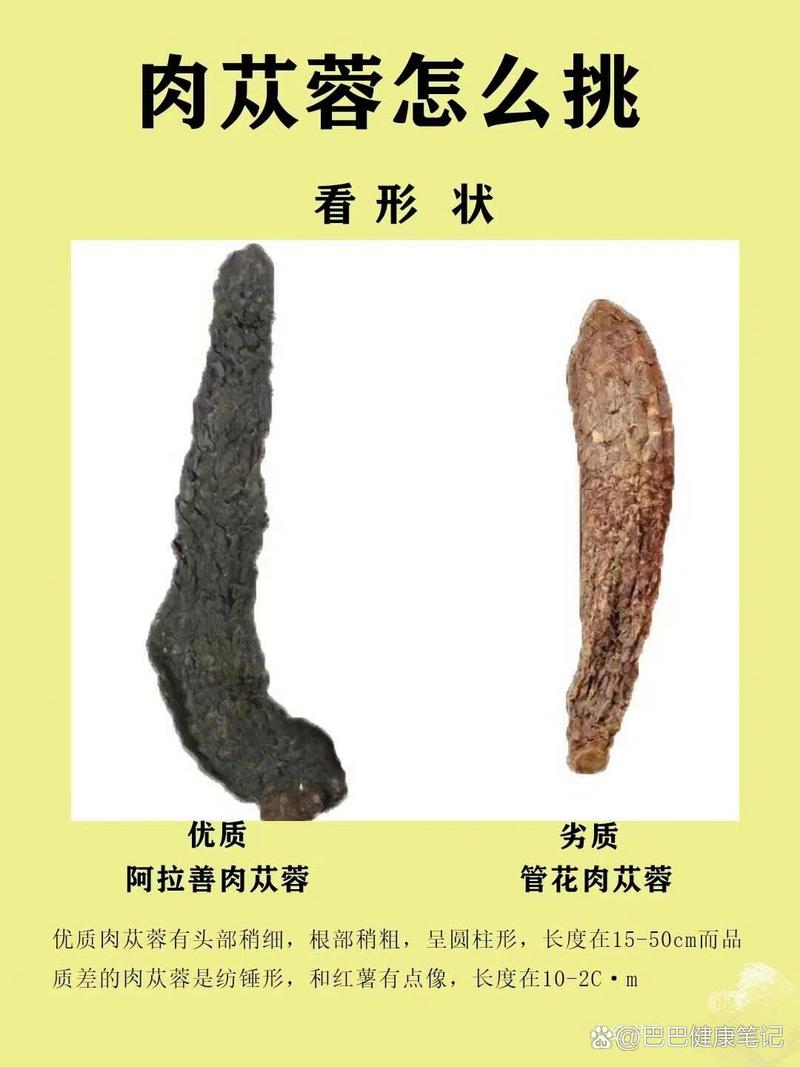 四、管花肉苁蓉的园艺价值与栽培要点