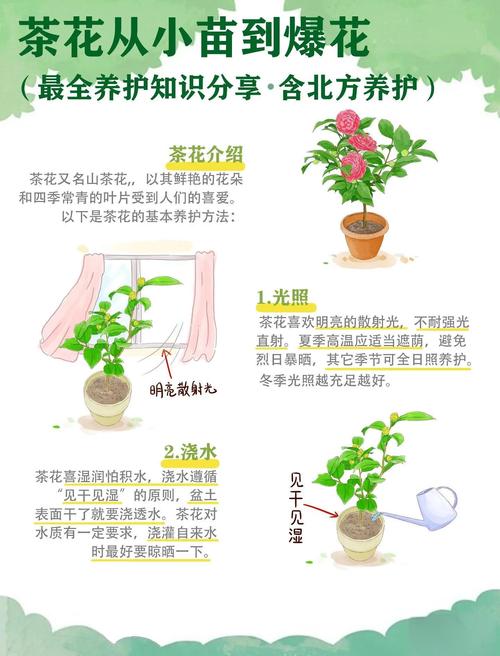光照与水肥：四季精准方案