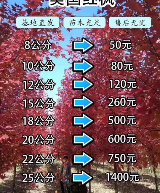 枫树种子哪里卖？采购渠道评估与供应商筛选实操指南