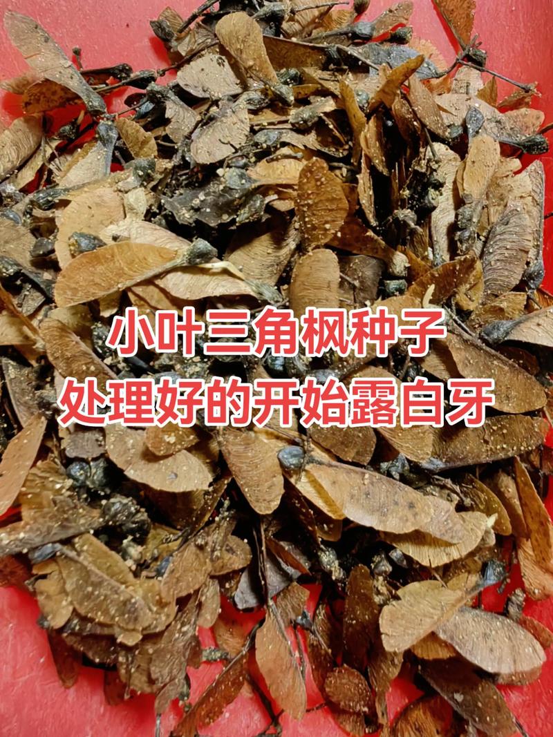 枫树种子哪里卖?采购渠道评估与供应商筛选实操指南 第四步:检疫合规与售后保障