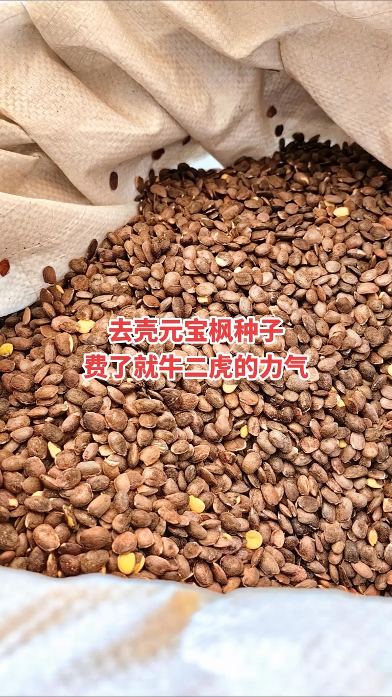 枫树种子哪里卖?采购渠道评估与供应商筛选实操指南 综合评价与决策