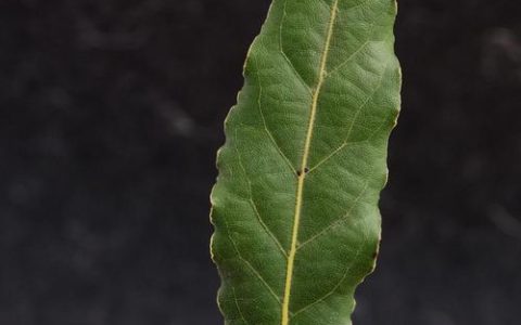 桂叶是桂花树的叶子吗？一文读懂桂叶的真相与园艺价值