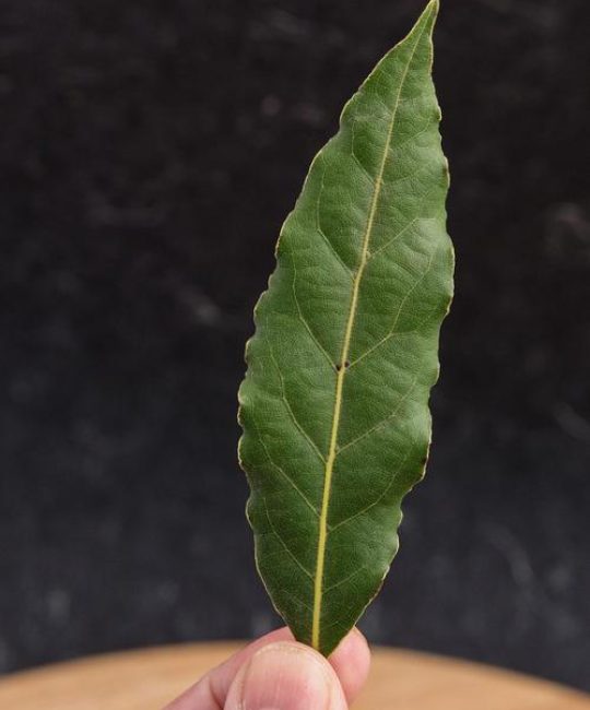 桂叶是桂花树的叶子吗？一文读懂桂叶的真相与园艺价值