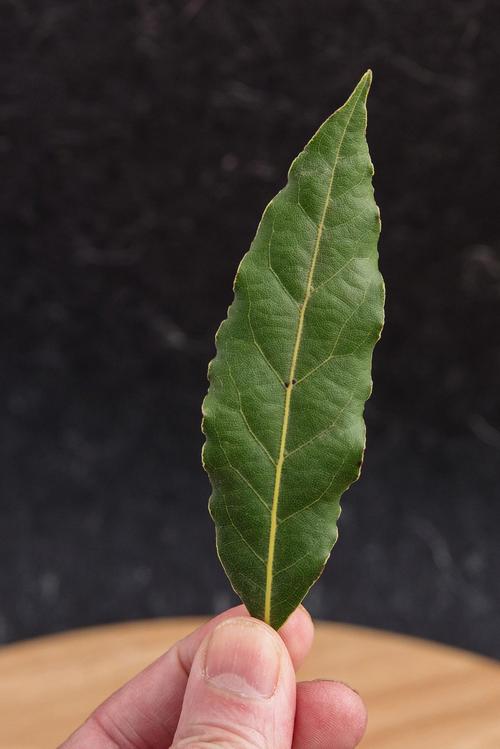 桂叶是桂花树的叶子吗?一文读懂桂叶的真相与园艺价值 一、桂叶的两种身份
