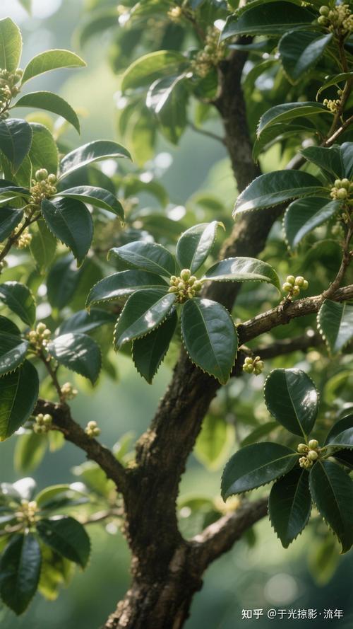 桂叶是桂花树的叶子吗?一文读懂桂叶的真相与园艺价值 四、结语