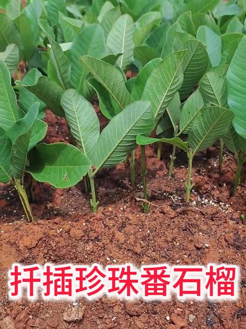 石榴苗育苗技术详解:扦插、嫁接与播种的全面指南 二、扦插育苗:基质pH值5.5-6.5,生根期温度22-25℃(±2℃)