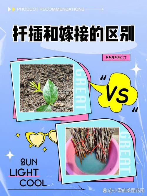 石榴苗育苗技术详解:扦插、嫁接与播种的全面指南 六、石榴苗采购质量检验(如果选择购买成苗)
