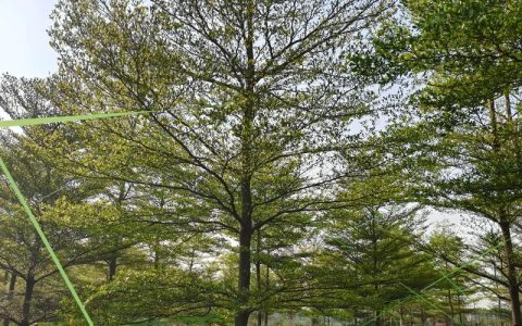 小叶榄仁种植技术完整指南：从选时到成活的七个关键步骤